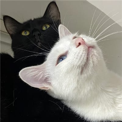 Dimas Saputra avatar